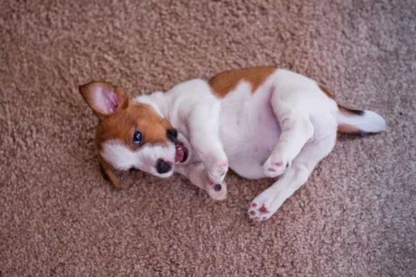 Cachorro jack russell terrier — Fotografia de Stock