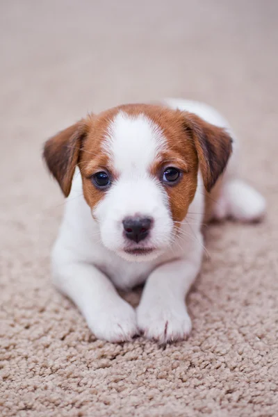 Cucciolo jack russell terrier — Foto Stock