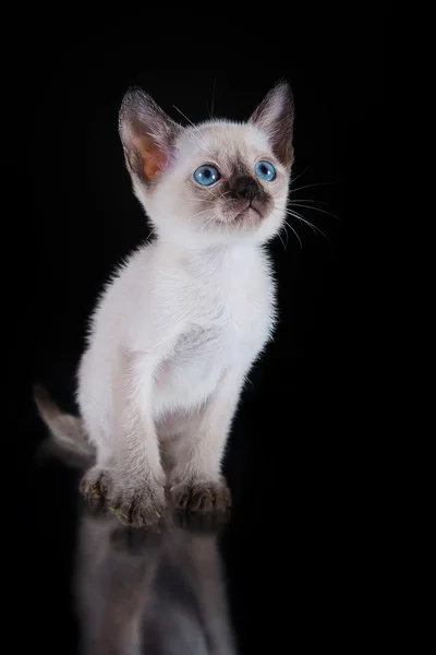 Burma kitten. Portrait on a black background — Stock Photo, Image