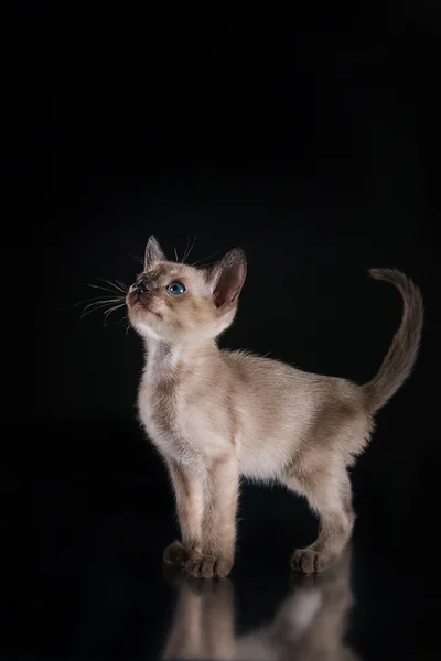 缅甸的小猫。在黑色背景上的肖像 — 图库照片