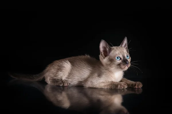 ビルマの子猫。黒背景の肖像画 — ストック写真