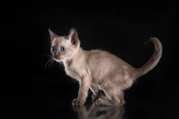Burma kattunge. Porträtt på en svart bakgrund — Stockfoto