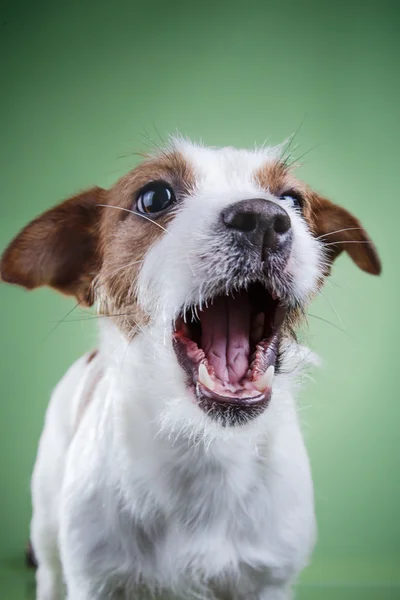 Dog Jack Russell Terrier Royalty Free Stock Photos