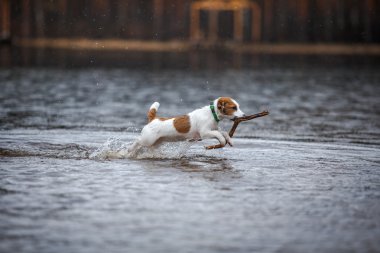 suda oynayan köpek