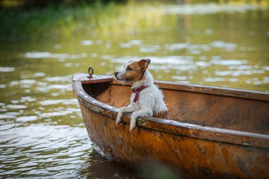 suda oynayan köpek