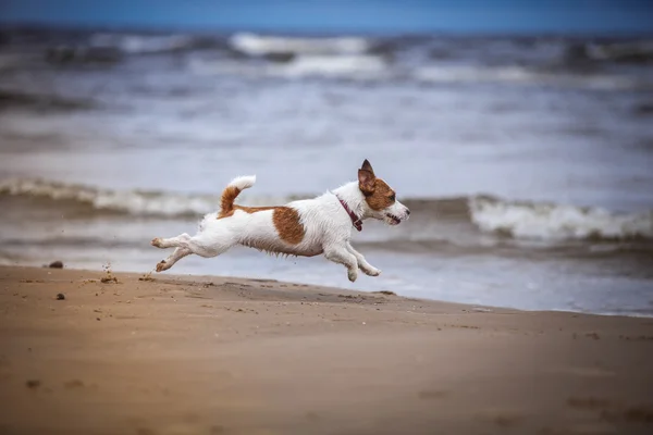 Hund spielt im Wasser — Stockfoto