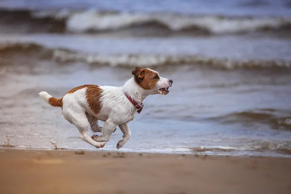 Chien jouant dans l'eau — Photo