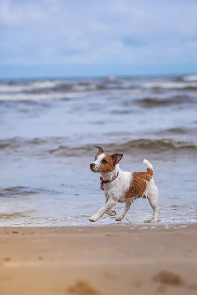 Perro jugando en el agua — Foto de Stock