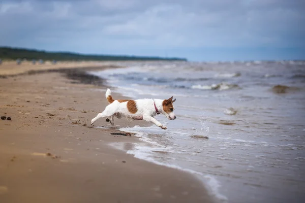 Chien jouant dans l'eau — Photo