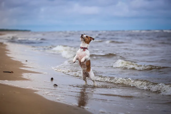 Hund spielt im Wasser — Stockfoto