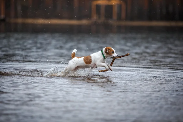 Σκύλος που παίζει στο νερό — Φωτογραφία Αρχείου