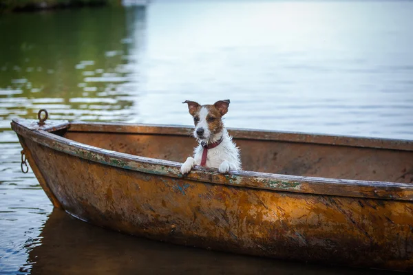 Perro jugando en el agua — Foto de Stock