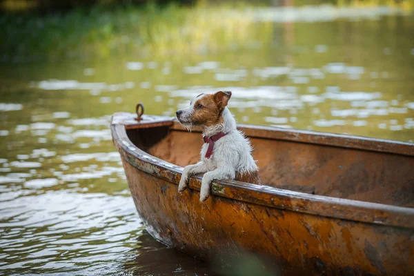 Собака играет в воде — стоковое фото