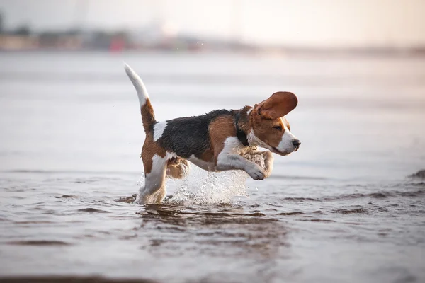 Dog playing in water — Stock Photo, Image