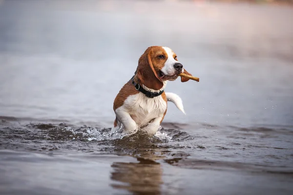 Собака играет в воде — стоковое фото