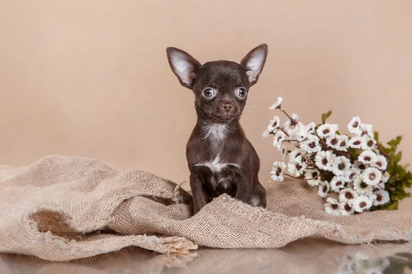 Szczeniak Chihuahua — Zdjęcie stockowe