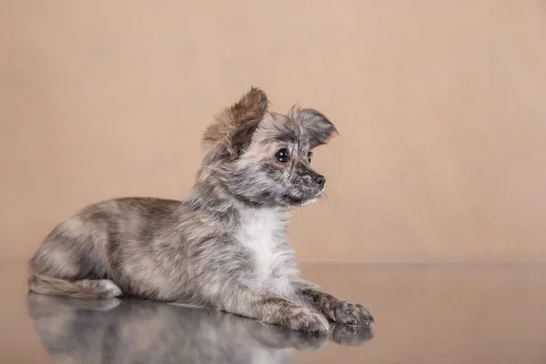 Chihuahua puppy — Stock Photo, Image