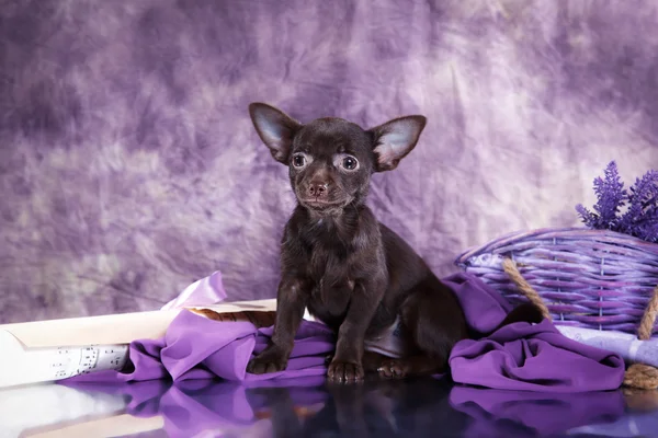 Chihuahua puppy — Stock Photo, Image