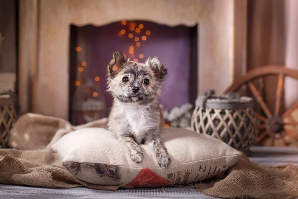 Chihuahua cachorro —  Fotos de Stock