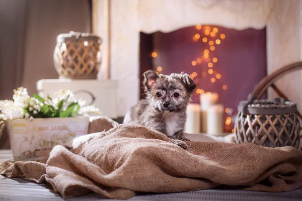 Cãozinho Chihuahua — Fotografia de Stock