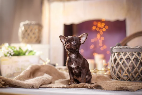 Cãozinho Chihuahua — Fotografia de Stock