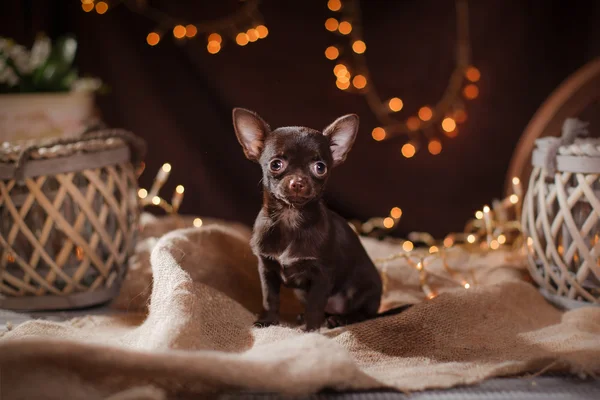 Cãozinho Chihuahua — Fotografia de Stock