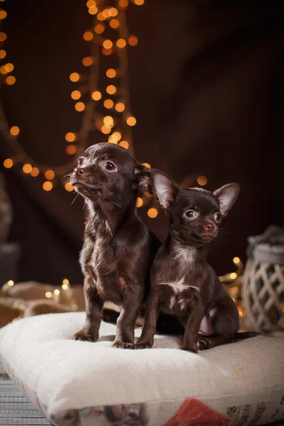 Cãozinho Chihuahua — Fotografia de Stock