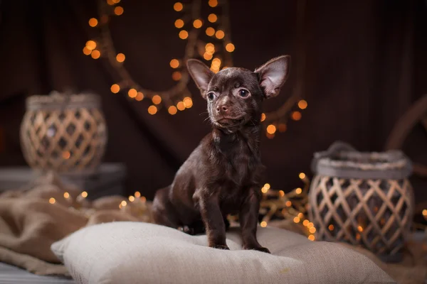 Cãozinho Chihuahua — Fotografia de Stock