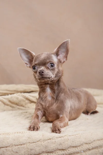 Chihuahua perro — Foto de Stock