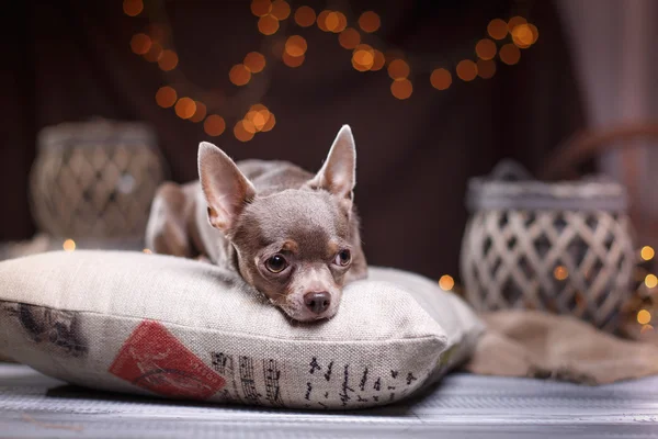 Cane chihuahua — Foto Stock