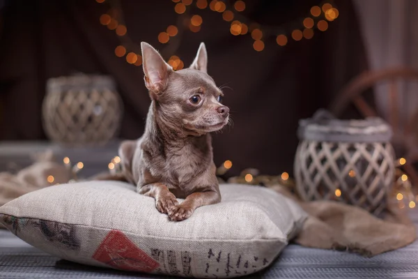 Cane chihuahua — Foto Stock