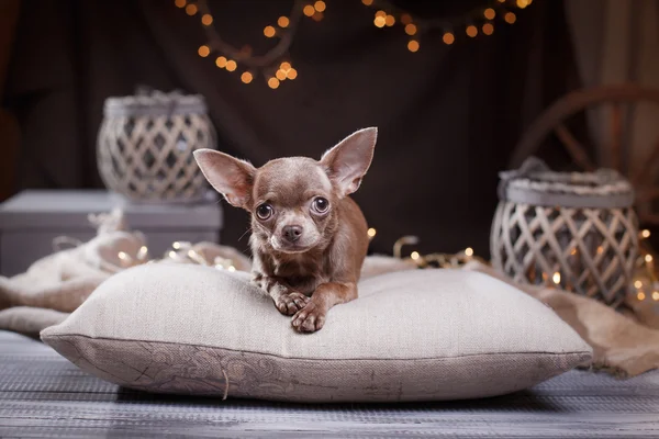 Chihuahua Honden — Stockfoto