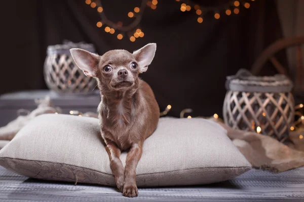 Cane chihuahua — Foto Stock