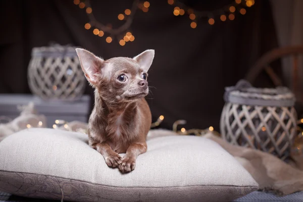 Chihuahua cão — Fotografia de Stock