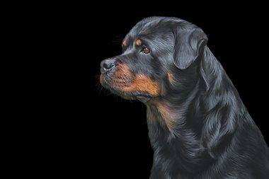 Köpek rottweiler, üç renkli, portre resim çizme