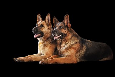 Alman çoban köpek köpek çizimi