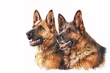 Çizim köpek Alman çoban