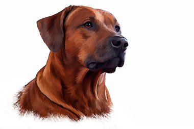 Çizim köpek Rodezya ridgeback