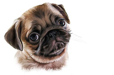elle çizilmiş pug portre ile illüstrasyon