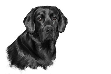 Çizim köpek doğurmak siyah Labrador, portre