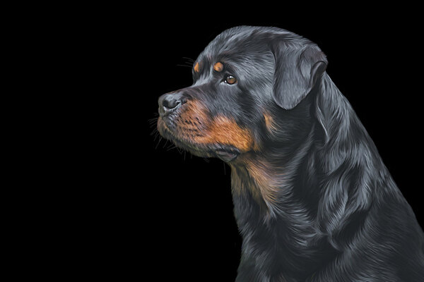 Drawing of the dog rottweiler, tricolor,portrait