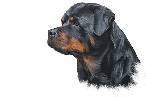 犬ロットワイラー、トリコロール、肖像画の描画 — ストック写真
