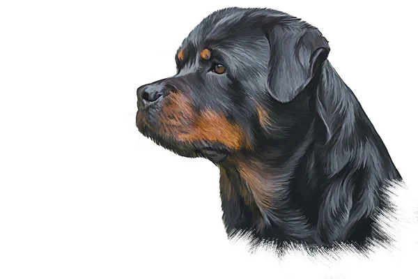 Ritning av hund rottweiler, tricolor, porträtt — Stockfoto