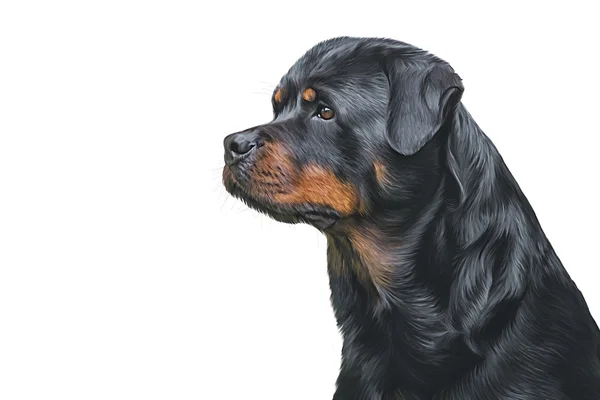 Tekening van de hond rottweiler, tricolor, portret — Stockfoto