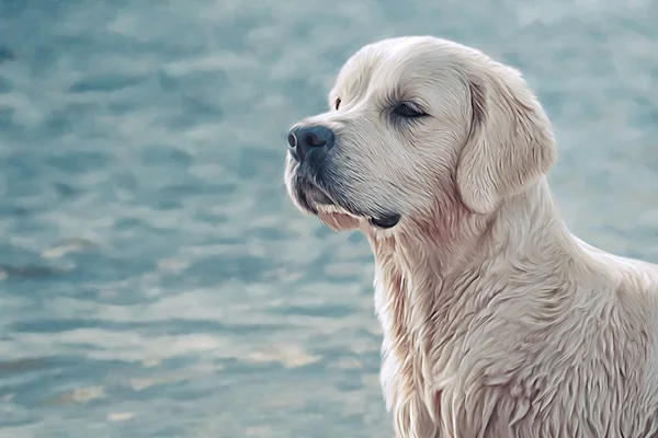 Rajz kutya, Golden Retriever — Stock Fotó