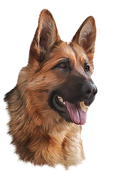 Drawing German Shepherd Dog — Stock Photo, Image