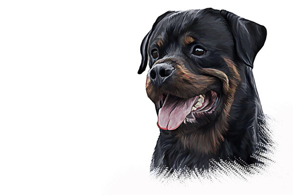 Drawing of the dog rottweiler, tricolor, portrait