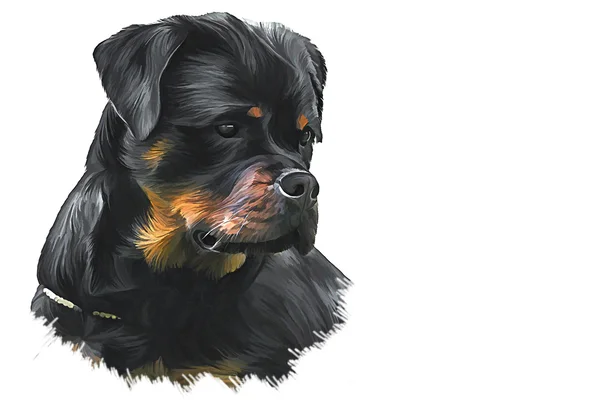 Drawing of the dog rottweiler, tricolor,portrait — Stock Photo, Image