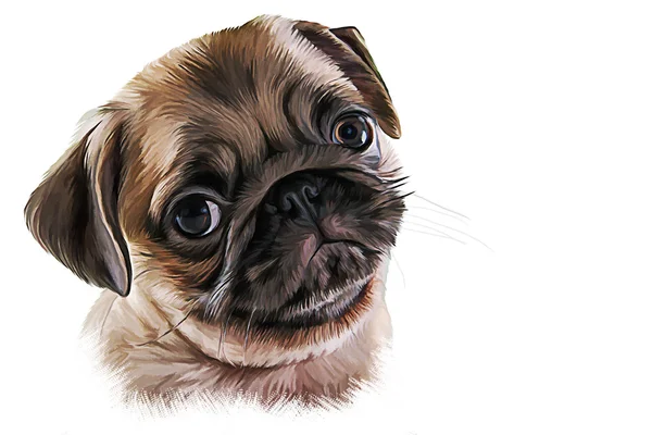 Illustration with hand drawn pug portrait — Stock Photo, Image