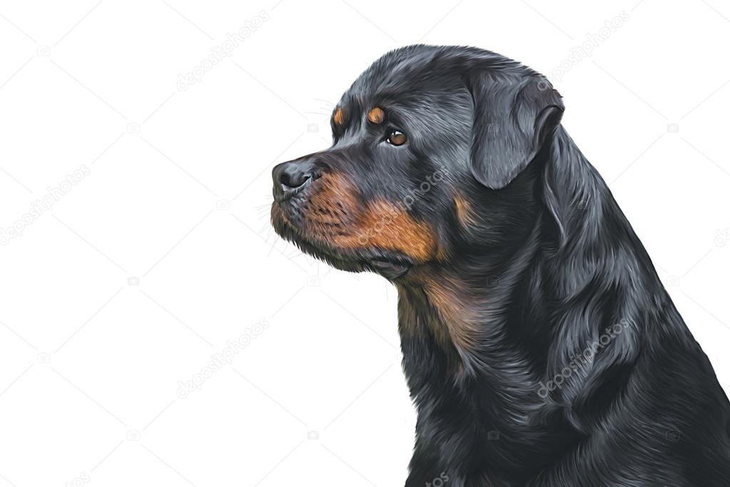 Drawing of the dog rottweiler, tricolor,portrait